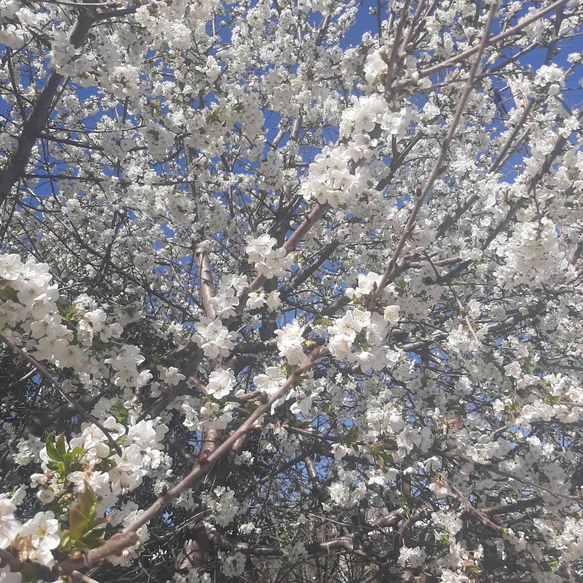 Villa Αρχοντικό Παπανικολάου à Ligaria  Extérieur photo